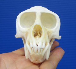4-1/8 inches Authentic Male Vervet Monkey Skull (broken bone) for $124.99 (CITES #302309)
