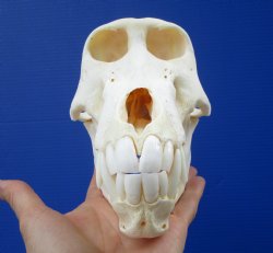 7-7/8 inches Sub-Adult Male Chacma Baboon Skull <font color=red> Grade A Quality</font> for $324.99 (CITES 302310)