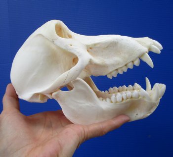 7-7/8 inches Sub-Adult Male Chacma Baboon Skull <font color=red> Grade A Quality</font> for $324.99 (CITES 302310)