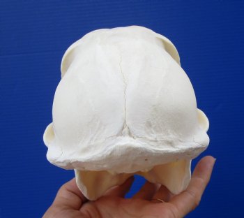 7-7/8 inches Sub-Adult Male Chacma Baboon Skull <font color=red> Grade A Quality</font> for $324.99 (CITES 302310)