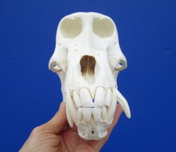 8-1/4 inches Male Chacma Baboon Skull <font color=red> Grade A Quality</font> for $324.99 (CITES 302309) (Delivery Signature Required)