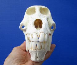 8-1/2 inches Male Chacma Baboon Skull <font color=red> Grade A Quality</font> for $324.99 (Delivery Signature Required) CITES 302310