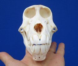 6 inches Sub-Adult Chacma Baboon Skull <font color=red> Grade A </font> for $179.99 (CITES 302310)