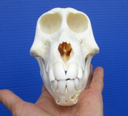 6-1/4 inches Real Sub-Adult African Chacma Baboon Skull <font cOlor=red> Grade A </font> for $179.99 CITES 302310