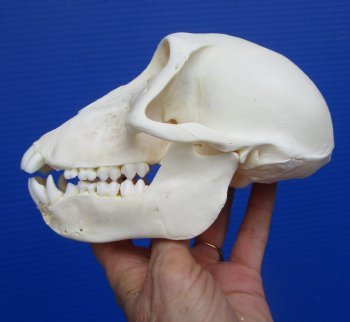 6-1/4 inches Real Sub-Adult African Chacma Baboon Skull <font cOlor=red> Grade A </font> for $179.99 CITES 302310