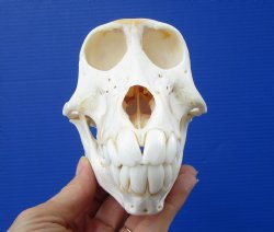 6 inches African Sub-Adult Chacma Baboon Skull for $179.99 <font color=red> Grade A</font> for $179.99 (CITES 302310)