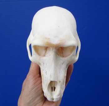 6 inches African Sub-Adult Chacma Baboon Skull for $179.99 <font color=red> Grade A</font> for $179.99 (CITES 302310)