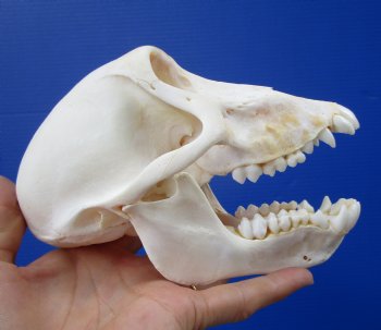 6 inches African Sub-Adult Chacma Baboon Skull for $179.99 <font color=red> Grade A</font> for $179.99 (CITES 302310)