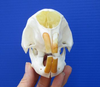 5-5/8 inches African Cape Crested Porcupine Skull <font color=red> Good Quality</font>  $84.99