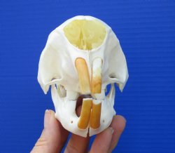 5-5/8 inches African Cape Crested Porcupine Skull <font color=red> Good Quality</font>  $84.99
