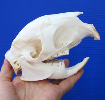 5-5/8 inches African Cape Crested Porcupine Skull <font color=red> Good Quality</font>  $84.99