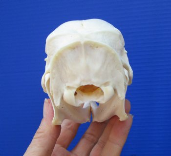 5-5/8 inches African Cape Crested Porcupine Skull <font color=red> Good Quality</font>  $84.99