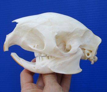 5-5/8 inches African Cape Crested Porcupine Skull <font color=red> Good Quality</font>  $84.99