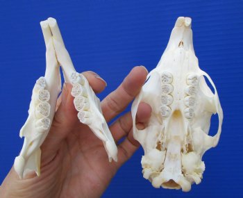 5-5/8 inches African Cape Crested Porcupine Skull <font color=red> Good Quality</font>  $84.99