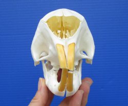 5-5/8 inches Authentic African Cape Porcupine Skull <font color=red> Grade A Quality</font> for $84.99