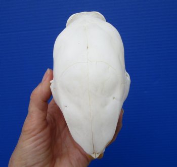 5-5/8 inches Authentic African Cape Porcupine Skull <font color=red> Grade A Quality</font> for $84.99