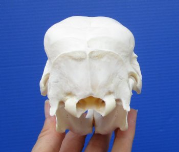 5-5/8 inches Authentic African Cape Porcupine Skull <font color=red> Grade A Quality</font> for $84.99