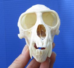 4-1/2 inches Large Male African Vervet Monkey Skull <font color=red> Grade B</font> for $94.99 (CITES 302309)