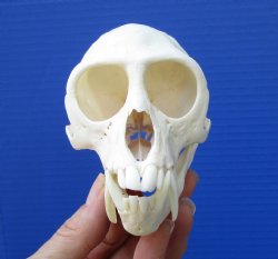 4-1/2 inches Large Male Vervet Monkey Skull <font color=red> Good Quality</font> for $129.99 (CITES 302309)