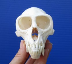 4-1/2 inches Large Male Vervet Monkey Skull <font color=red> Good Quality</font> for $129.99 (CITES 302309)