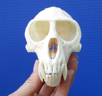 4-1/2 inches Large Male African Vervet Monkey Skull <font color=red> Grade A Quality</font> CITES 302309 for $139.99