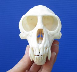 4-1/2 inches Large Male African Vervet Monkey Skull <font color=red> Grade A Quality</font> CITES 302309 for $139.99