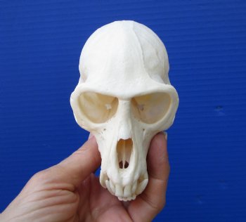 4-1/2 inches Large Male African Vervet Monkey Skull <font color=red> Grade A Quality</font> CITES 302309 for $139.99