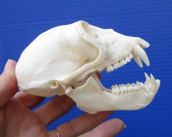4-1/2 inches Large Male African Vervet Monkey Skull <font color=red> Grade A Quality</font> CITES 302309 for $139.99
