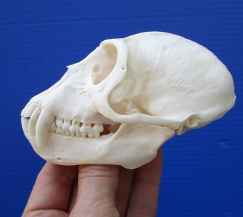 4-1/2 inches Large Male African Vervet Monkey Skull <font color=red> Grade A Quality</font> CITES 302309 for $139.99