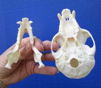 4-1/2 inches Large Male African Vervet Monkey Skull <font color=red> Grade A Quality</font> CITES 302309 for $139.99