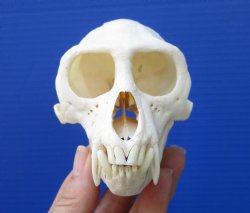 4-1/2 inches Large Male Vervet Monkey Skull <font color=red> Grade A</font> for $139.99 (CITES 302309)