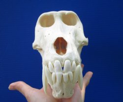 9-1/2 inches Large Male Chacma Baboon Skull <font color=red> Grade A</font> for $334.99 CITES 302309 (Delivery Signature Required)