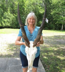 African Eland Skull with 29 inches Horns for $164.99