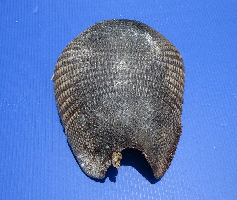 13 by 10 inches Real Armadillo Shell, Armor Cured with Borax