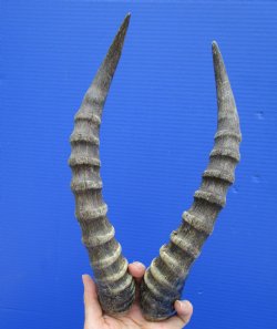 Matching Pair of African Blesbok Horns 13-1/4 and 13-1/2 inches for $39.99
