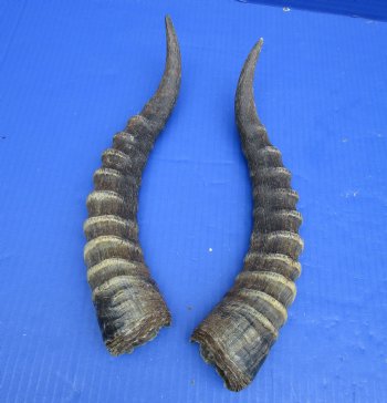 Matching Pair of African Blesbok Horns 13-1/4 and 13-1/2 inches for $39.99