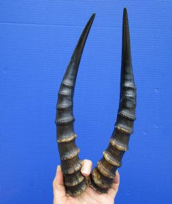 Matching Pair Blesbok Horns 11-3/4 inches for $39.99