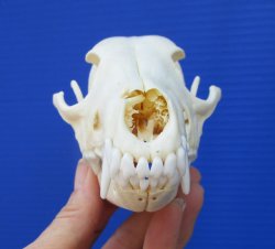 6-1/4 by 3-1/4 inches Real African Black-Backed Jackal Skull <font color=red> Good Quality</font> for $79.99