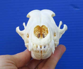 6-1/4 by 3-1/4 inches Real African Black-Backed Jackal Skull <font color=red> Good Quality</font> for $79.99