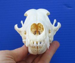 6-1/4 by 3-1/4 inches Real African Black-Backed Jackal Skull <font color=red> Good Quality</font> for $79.99