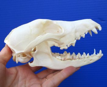 6-1/4 by 3-1/4 inches Real African Black-Backed Jackal Skull <font color=red> Good Quality</font> for $79.99