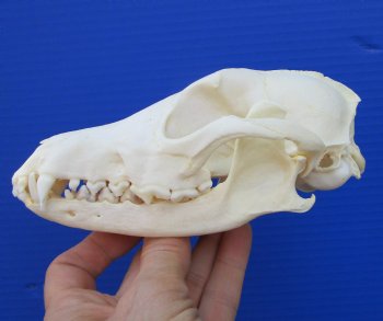 6-1/4 by 3-1/4 inches Real African Black-Backed Jackal Skull <font color=red> Good Quality</font> for $79.99