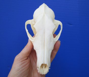 6-1/4 by 3-1/4 inches Real African Black-Backed Jackal Skull <font color=red> Good Quality</font> for $79.99