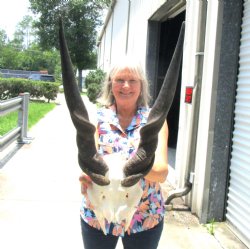 African Bull Eland Skull Plate with 25-1/2 and 25 inches Horns for $94.99