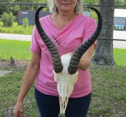 Male African Springbok Skull with 11 inches Horns <font color=red> Grade A Quality</font> for $79.99