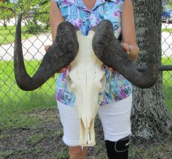 19-1/4 inches wide Male Black Wildebeest Skull with Horns for $119.99