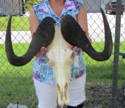 19-1/4 inches wide Male Black Wildebeest Skull with Horns for $119.99