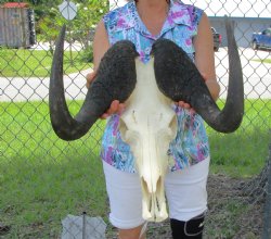 16-3/4 inches wide Male Black Wildebeest Skull with Horns for $119.99