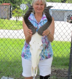 Male Red Hartebeest Skull with 20-1/2 and 21 inches Horns for $119.99