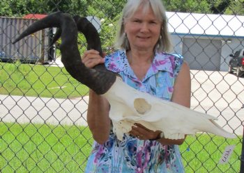 Male Red Hartebeest Skull with 20-1/2 and 21 inches Horns for $119.99